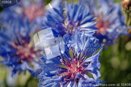 Image of Blue Corn Flower