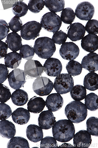 Image of Blueberry