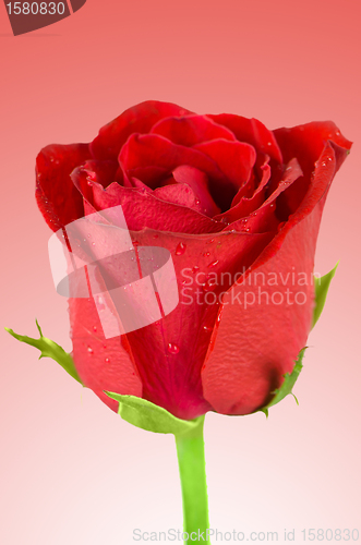Image of Beautiful red rose