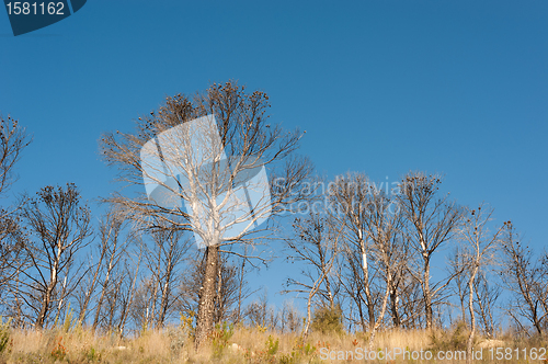 Image of Blackened forest