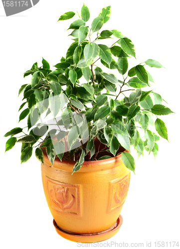 Image of Ficus in a flowerpot