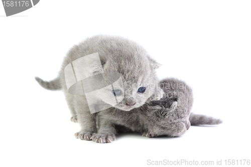 Image of Little kittens
