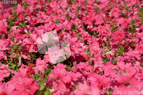 Image of A lot of hibiscuses 