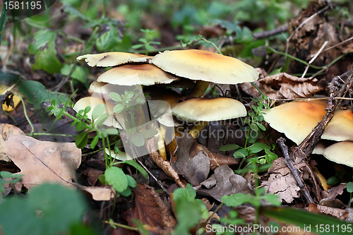 Image of Some mushrooms