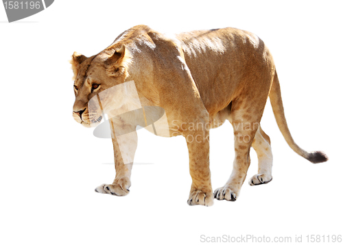 Image of Lioness stands