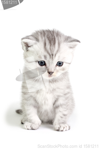 Image of Little kitten sitting