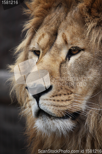Image of Lion's portrait