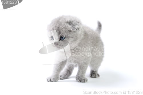 Image of Little kitten