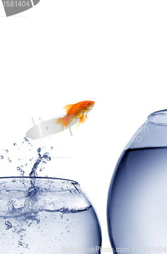 Image of goldfish jumping out of the water 