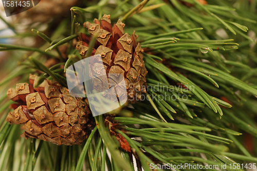 Image of Pine Cones And Branches