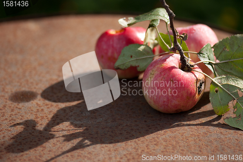 Image of wormy apples on the rusty sheet