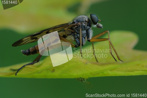Image of Robber fly