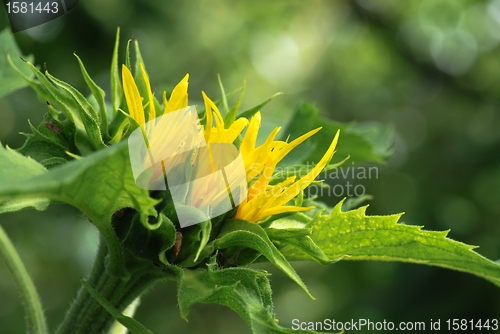 Image of young sunflower