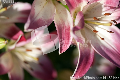 Image of Pink lily