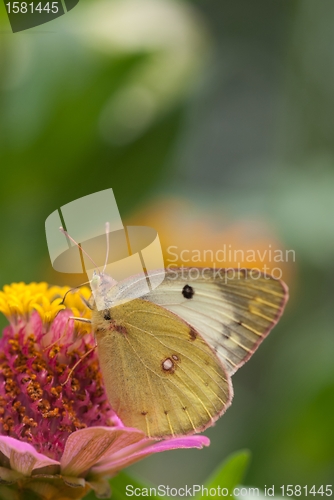 Image of cabbage butterfly