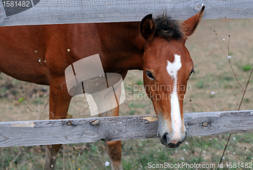 Image of Chestnut Horse Looks out from Enclosure