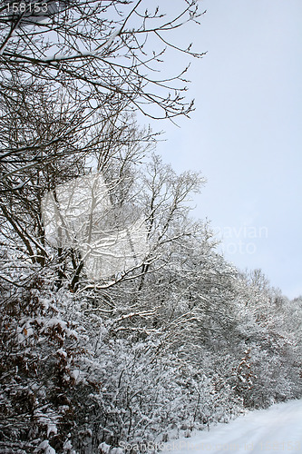 Image of Winter-Landscape
