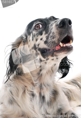 Image of english setter