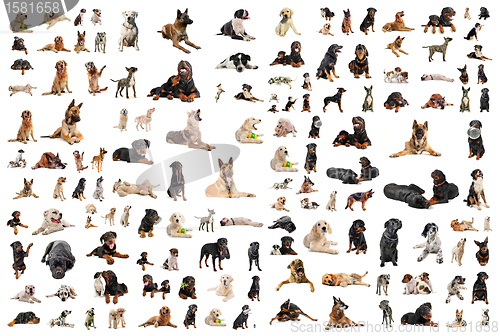 Image of dogs