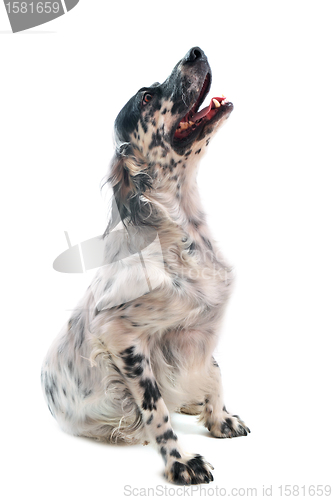 Image of english setter
