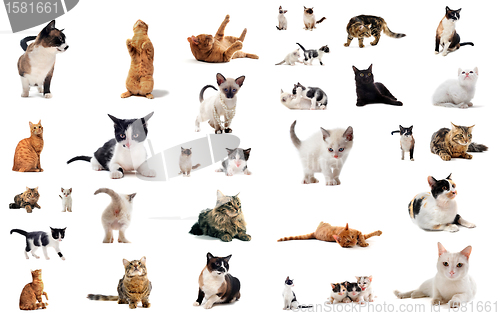 Image of cats in studio