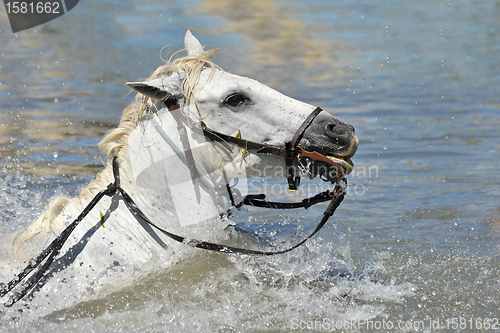 Image of swimming Camargue horses