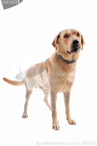 Image of labrador retriever