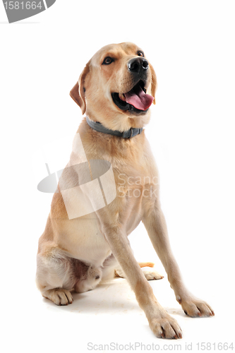 Image of labrador retriever