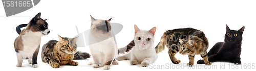 Image of cats in studio