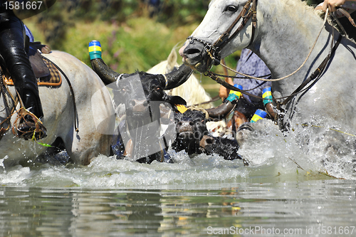 Image of bull and horses in water