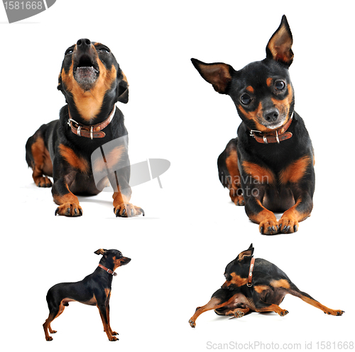 Image of miniature pinscher