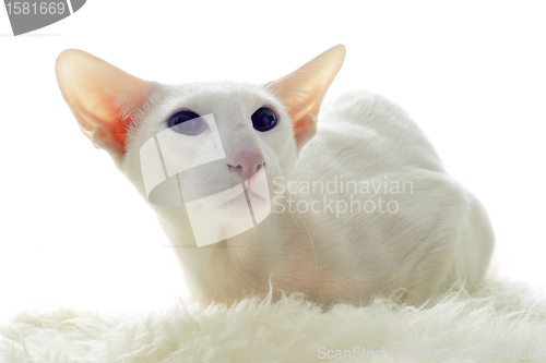 Image of white oriental cat