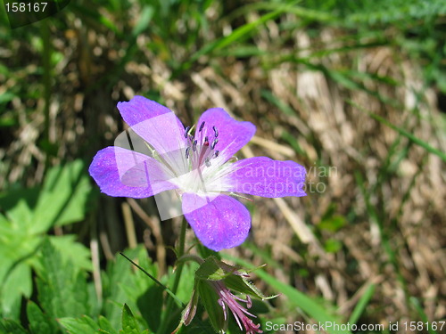 Image of Flower, purple petals
