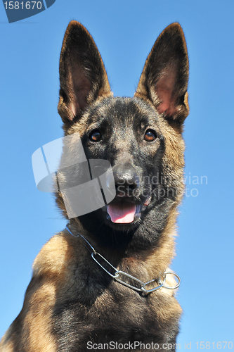 Image of puppy malinois