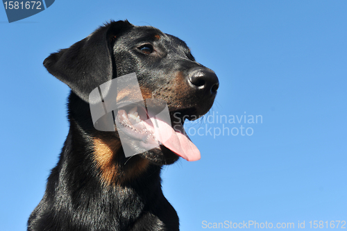 Image of puppy beauceron