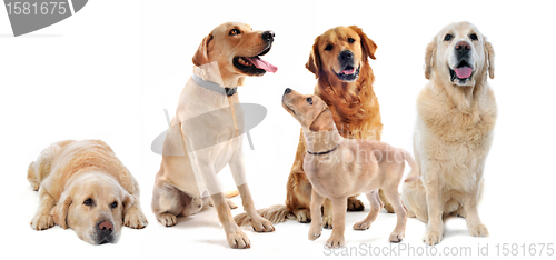 Image of golden retriever and labrador retriever