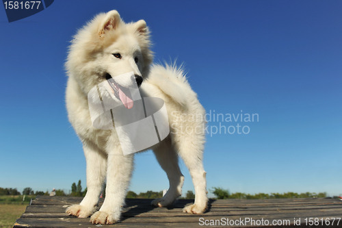 Image of puppy samoyed dog