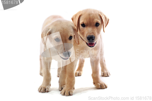 Image of puppies labrador retriever