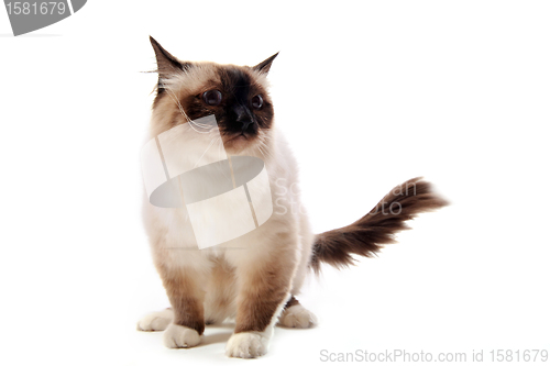 Image of birman cat