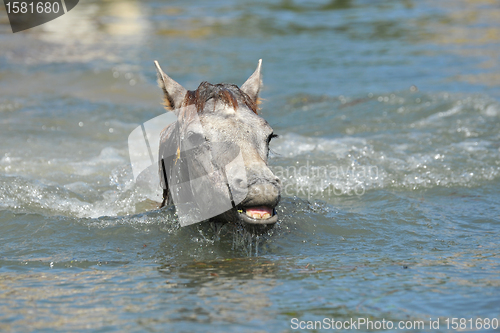 Image of Camargue foal in the water