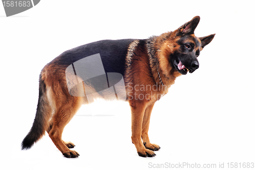 Image of german shepherd