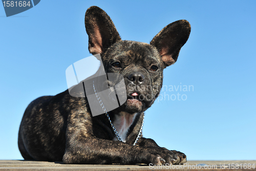 Image of puppy french bulldog