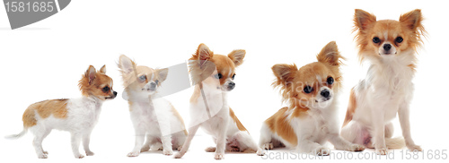 Image of growth of chihuahua