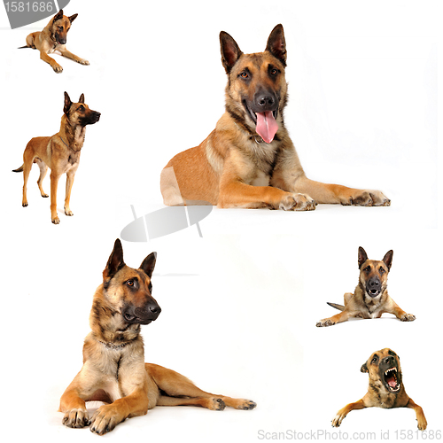 Image of malinois