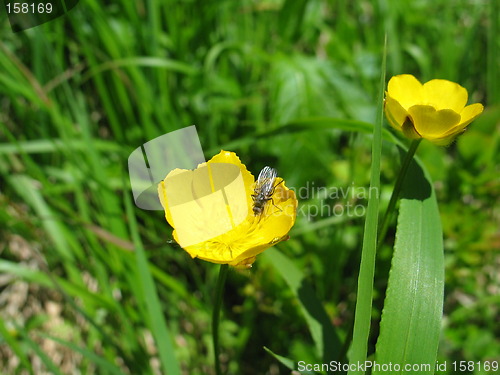 Image of Yellow flower with fly