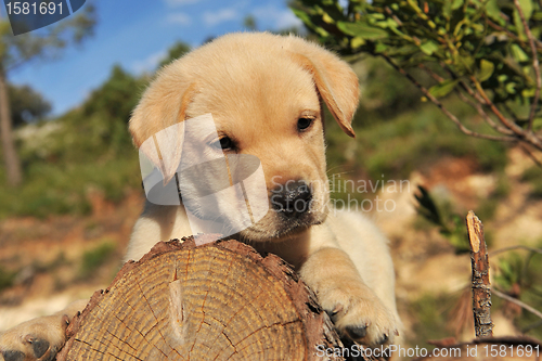 Image of puppy labrador retriever