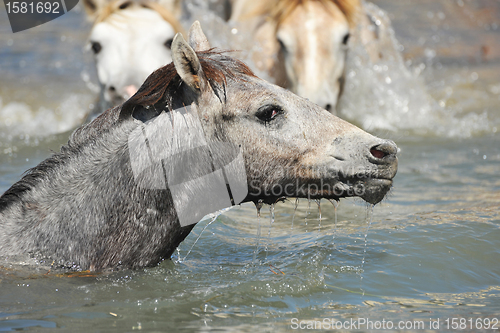 Image of Camargue foal in the water