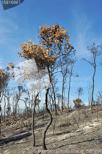 Image of after the fire