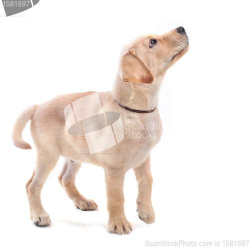 Image of puppies labrador retriever