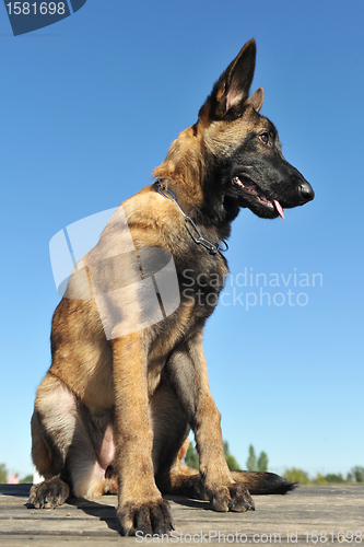 Image of puppy malinois